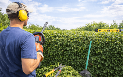 Så lyckas du med häckklippningen