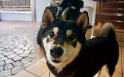 Vilket golv klarar husdjur bäst?